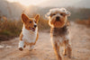Myk Hundeseng, Medium